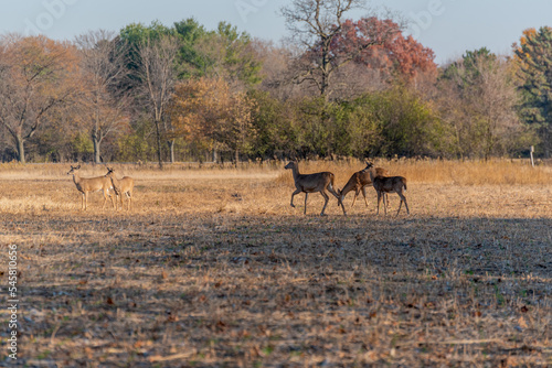 Fototapeta Naklejka Na Ścianę i Meble -  White-tailed Deer In The Field In Fall