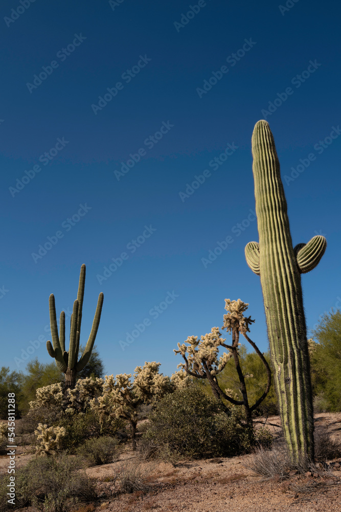 Saguaro cactus in Sonoran Desert Arizona Saguaro cactus in Sonoran Desert Arizona