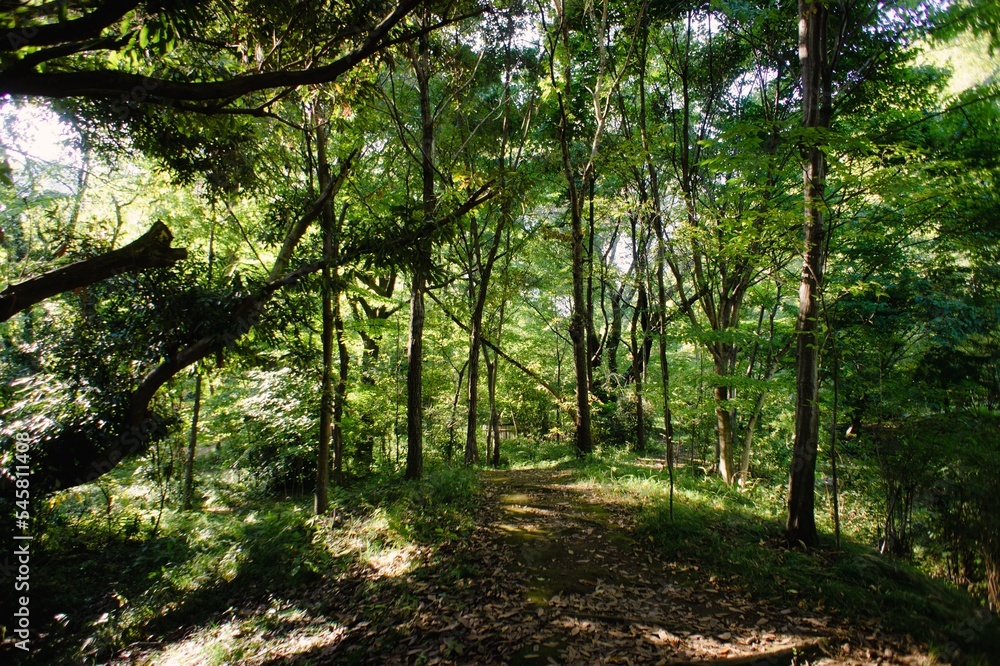 Fototapeta premium plants and landscape in Japan.