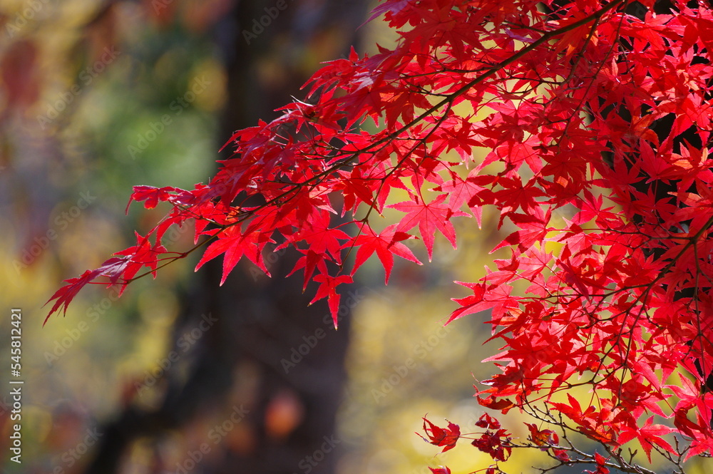 紅葉 秋の風景 紅葉 秋の風景