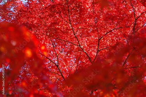 紅葉 秋の風景