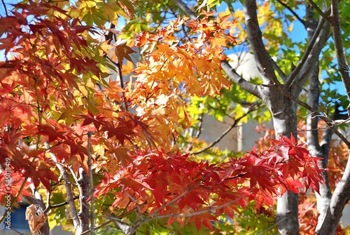 Red leaf in Nagano,Japan.