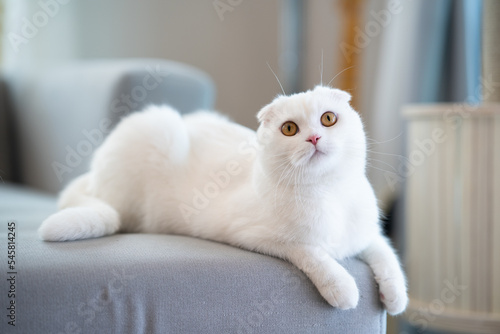 Beautiful Scottish fold white cat lying on the grey sofa