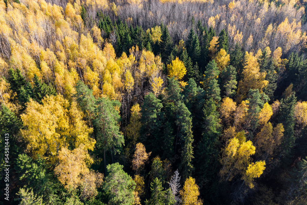 Drone view of a mixed autumn forest, yellowed deciduous trees and green conifers