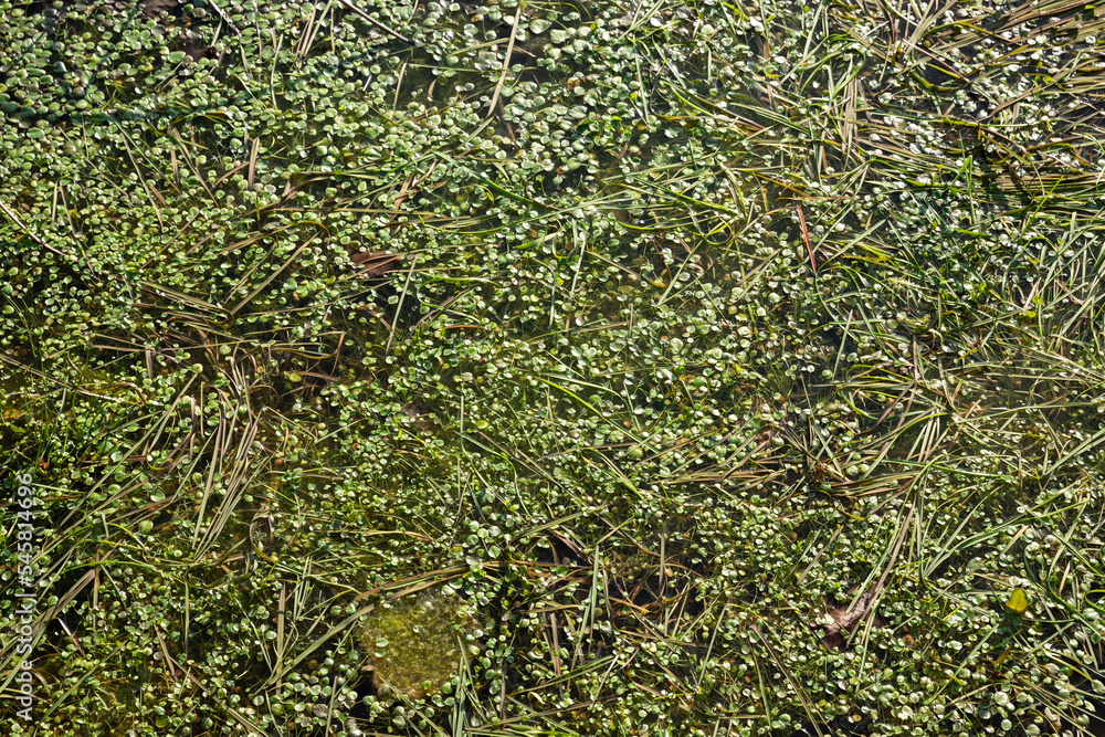 above water plants, natural above water plants, ecological plants above water plants, natural above water plants, ecological plants