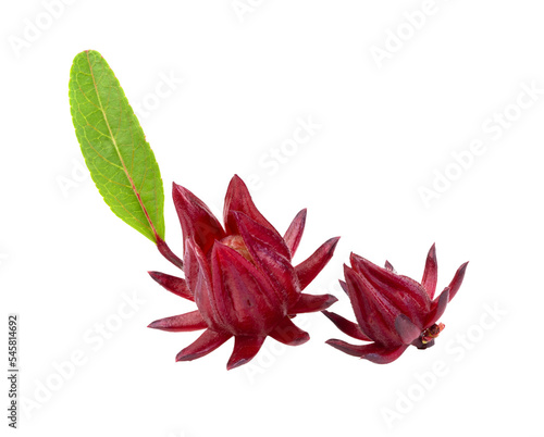 roselle isolated on transparent png