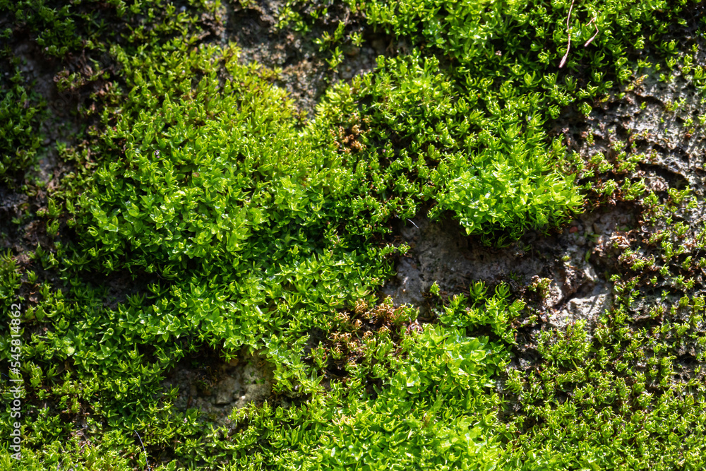 Grooved green moss background in nature. Close up green moss texture