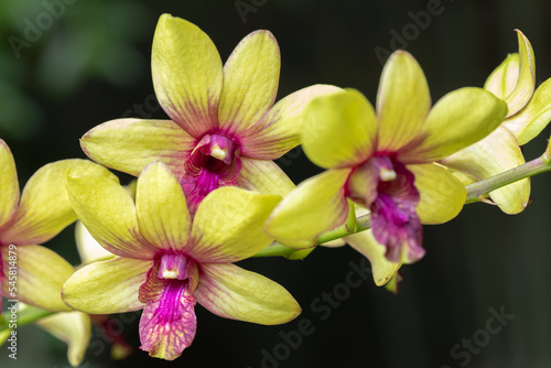 Beautiful orchid flower blooming at rainy season. Dendrobium orchid