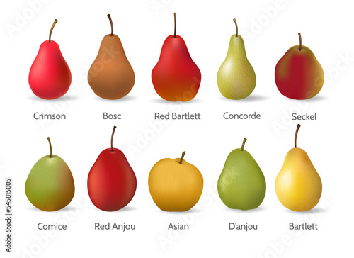 Pears varieties illustration