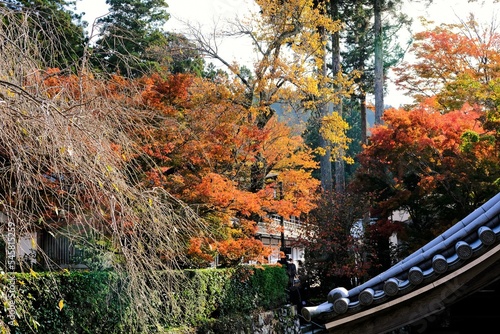 秋，紅葉，京都，日本，日本庭園，風景, ，旅行， 建築，自然，木，背景，黄色，庭, ，光，観光スポット, 寺, 古い, 古代の