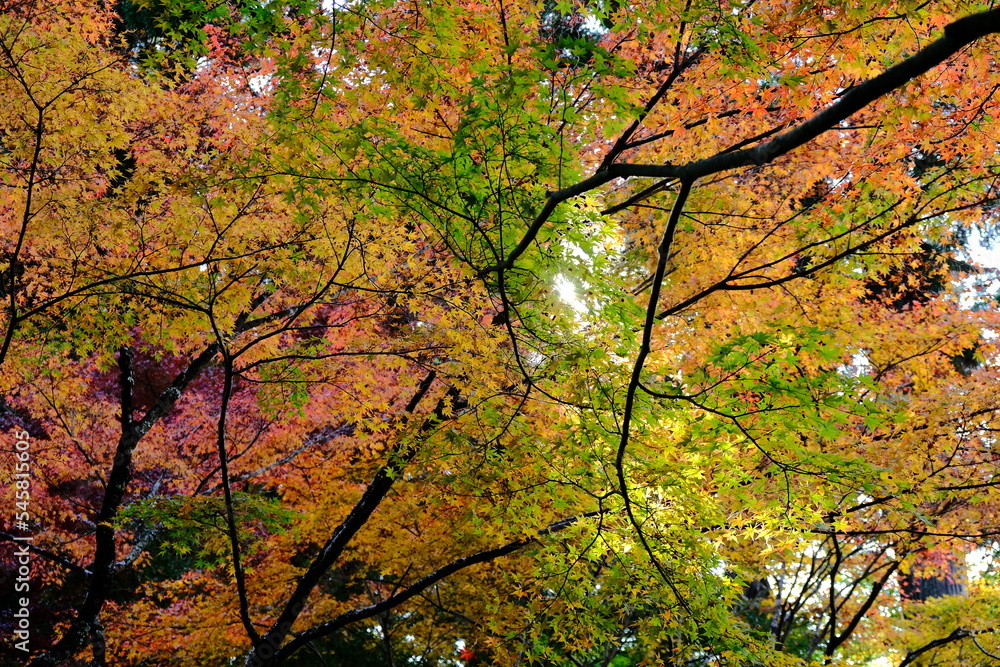 秋，紅葉，京都，日本，日本庭園，風景, ，旅行， 建築，自然，木，背景，黄色，庭, ，光，観光スポット, 寺, 古い, 古代の