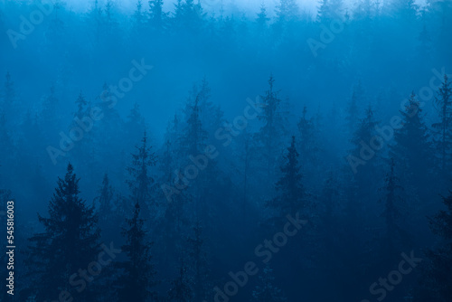 Mountain forest in the fog, late at night or early in the morning.