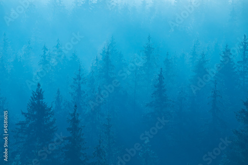 Mountain forest in the fog, late at night or early in the morning.