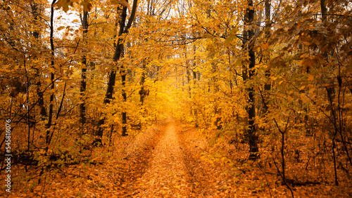 A dirt road in a yellow leafy autumn forest.