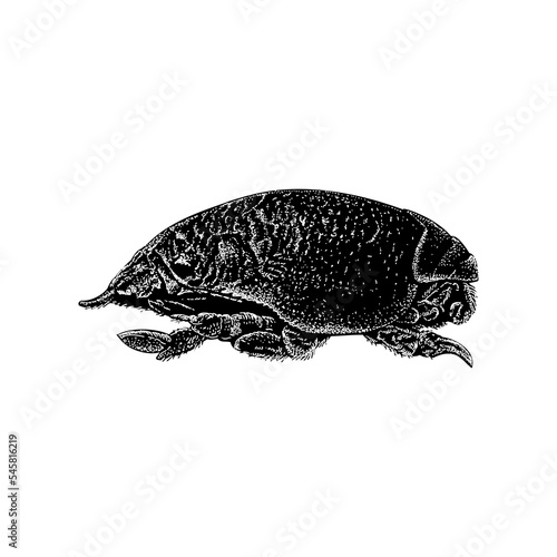 Sand Crab hand drawing vector illustration isolated on background. photo
