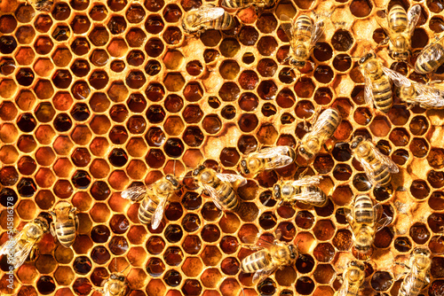 Bees work on honeycombs. They create reserves of honey and nectar.