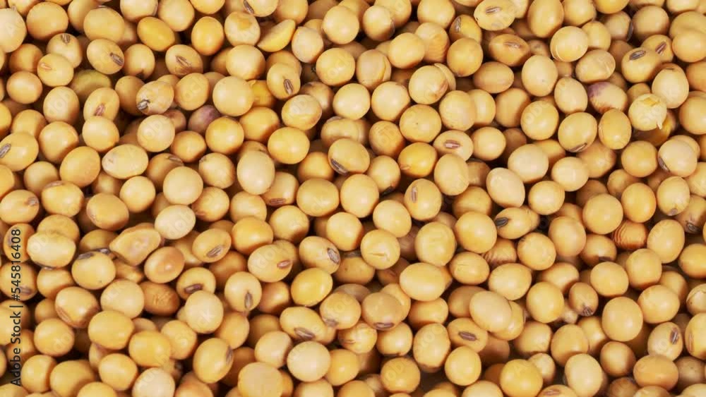 Close-up photo of a pile of soybeans. Close-up photo of a pile of soybeans.