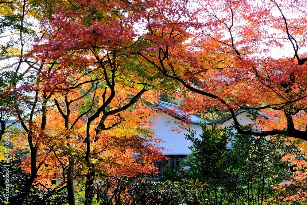 秋，紅葉，京都，日本，日本庭園，風景, ，旅行， 建築，自然，木，背景，黄色，庭, ，光，観光スポット, 寺, 古い, 古代の