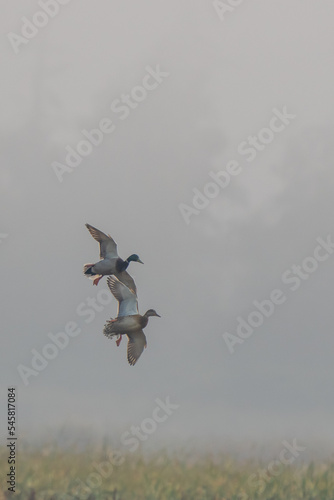 Mallards on Final Approach on an Autumn Day