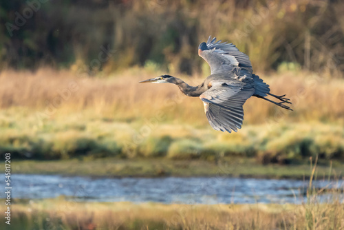 Great Blue Heron Displays Large Wingspan