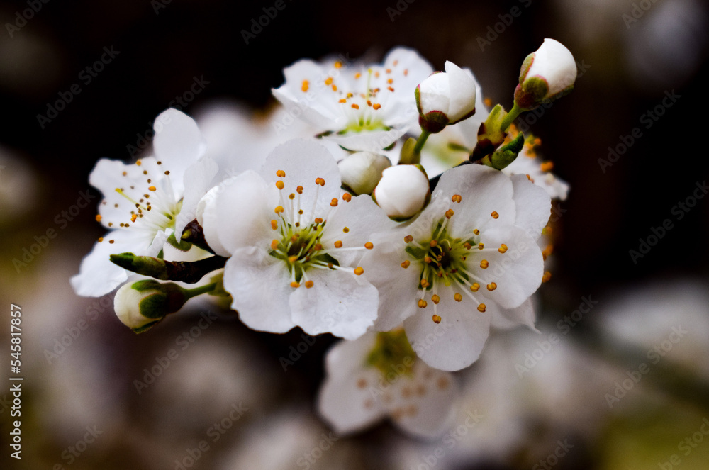 Obraz premium tree blossom