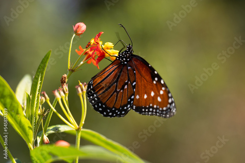 Queen butterfly (Danaus gilippus) on a flower in Sarasota, Florida