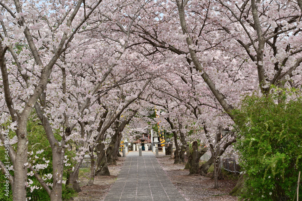 blossom in spring