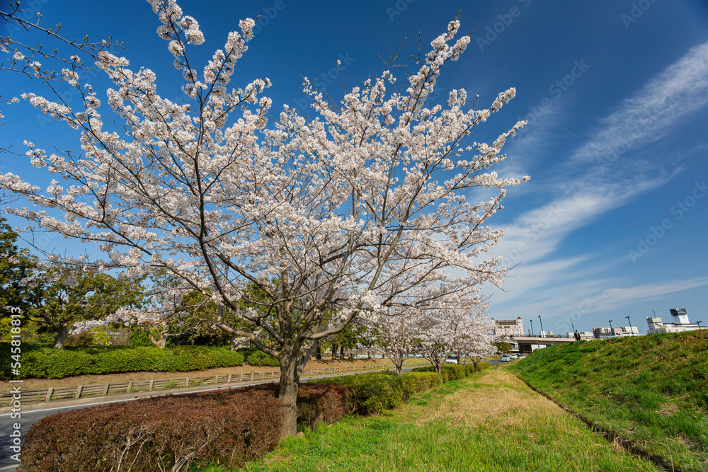 Sunny view of the cherry blossom along the Sakuragawa River Sunny view of the cherry blossom along the Sakuragawa River