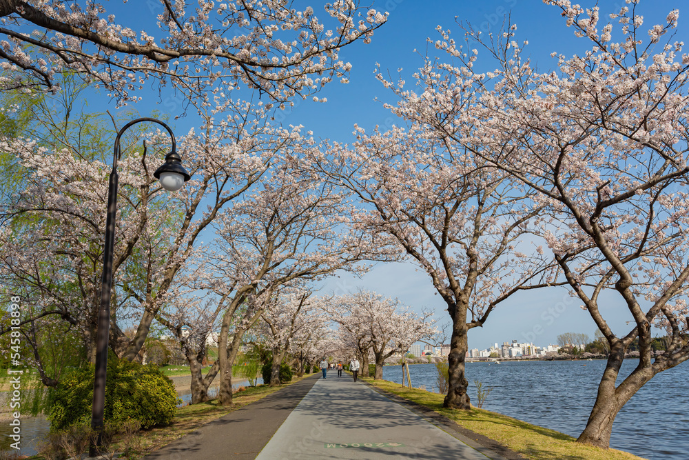 Sunny view of the cherry blossom along the Senba Lake Sunny view of the cherry blossom along the Senba Lake