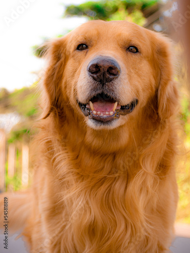 Fototapeta Naklejka Na Ścianę i Meble -  golden retriever dog