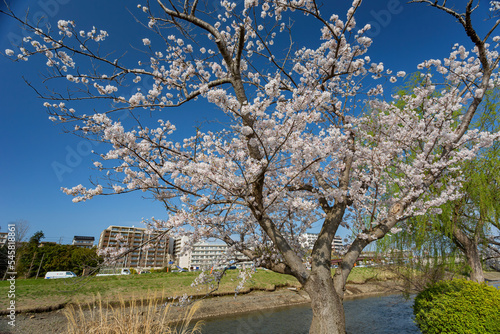 Sunny view of the cherry blossom along the Senba Lake photo