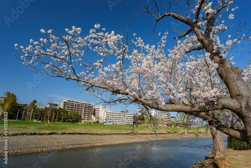 Sunny view of the cherry blossom along the Senba Lake photo