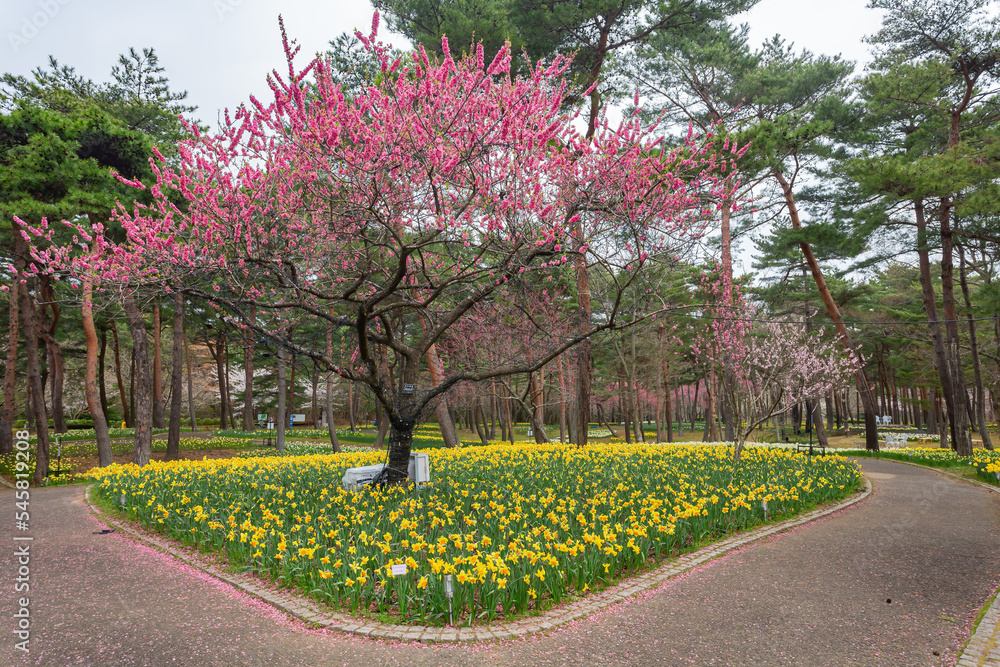 Obraz premium Beautiful Narcissus blossom in the seaside park