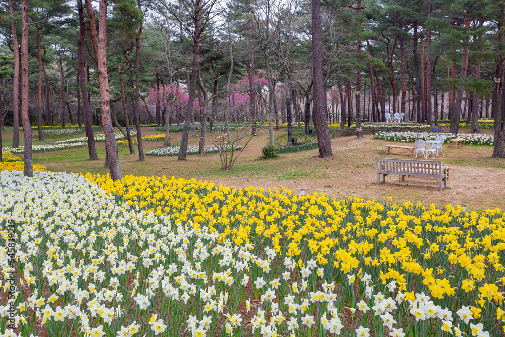 Obraz premium Beautiful Narcissus jonquilla blossom in the seaside park