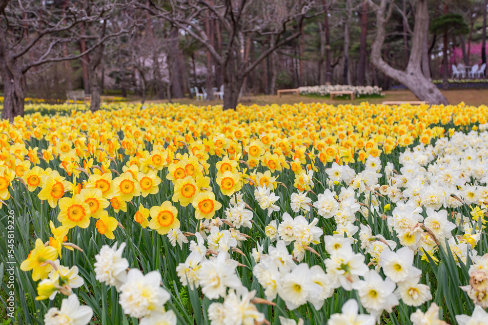 Beautiful Narcissus jonquilla blossom in the seaside park Beautiful Narcissus jonquilla blossom in the seaside park