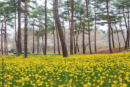 Beautiful Narcissus blossom in the seaside park