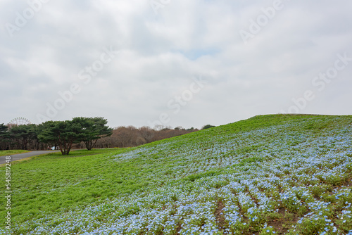 Beautiful baby blue eyes blossom over the Miharashi Hill photo