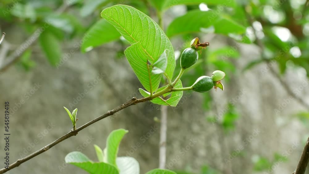 guava plant with young fruits on the branch guava plant with young fruits on the branch