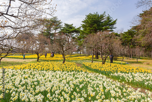 Tableau sur toile Beautiful Narcissus jonquilla blossom in the seaside park