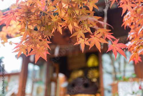 Εκτύπωση καμβά Close up shot of many red maple leaves