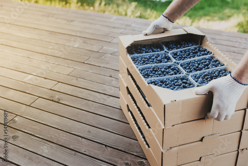 Worker at farm pack blueberry for shipment. Packing berry for delivery and sell. Male hands holding cardboard box or crate full of plastic containers with blueberry over stack. Berry shipping concept