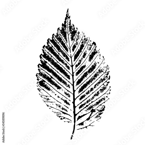 Elm leaf insulated on white background. Ink print of the detailed texture of the leaf. Natural element for the design.