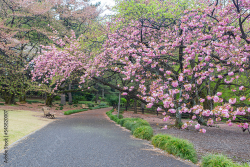 Photography Close up shot of Cherry blossom