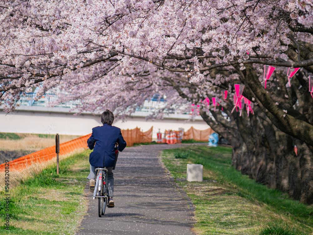 Beautiful cherry blossom along the Sakuragawa River