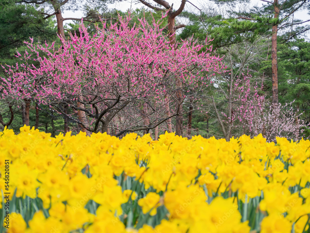 Beautiful Narcissus blossom in the seaside park