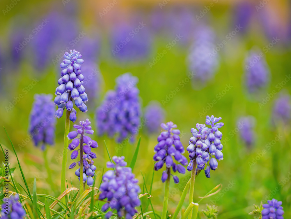Close up shot of Grape hyacinth blossom Close up shot of Grape hyacinth blossom