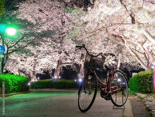 Night view of the cherry blossom in Senba Lake photo