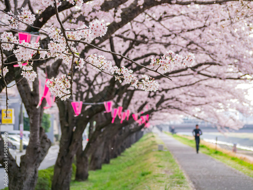 Beautiful cherry blossom along the Sakuragawa River