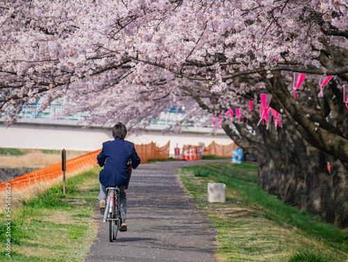 Obraz na płótnie Beautiful cherry blossom along the Sakuragawa River w salonie