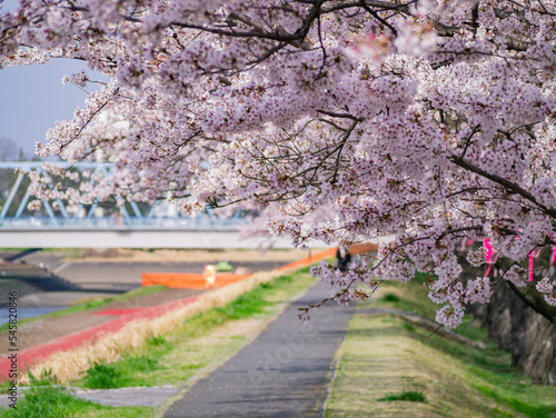 Beautiful cherry blossom along the Sakuragawa River